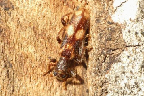 Opilo mollis